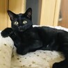 【里親募集】甘えん坊の黒子猫を保護してます！ サムネイル2