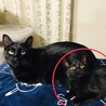 【里親募集】甘えん坊の黒子猫を保護してます！ サムネイル3