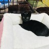 【里親募集】甘えん坊の黒子猫を保護してます！ サムネイル4