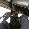 【里親募集】甘えん坊の黒子猫を保護してます！ サムネイル5
