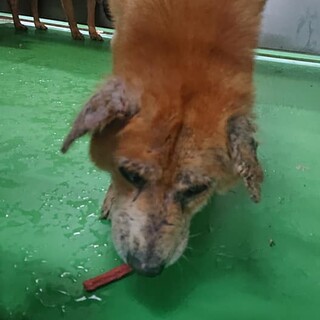 【感謝】繋がります！収容房③シニアのトト君♂