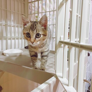 人馴れ抜群の天使です