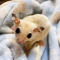 フクロモモンガ ホワイトモザイク♀