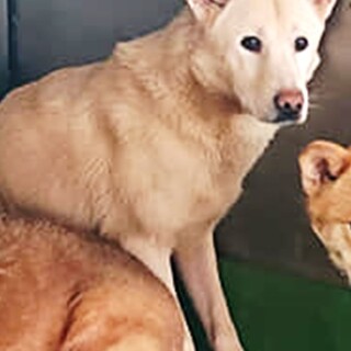 【決定】繋がります！野犬男子シオ君→ジュノ君