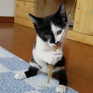 ハチワレの元気な男の子です