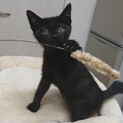 元気いっぱい！おてんばな黒猫ちゃん『リボン』
