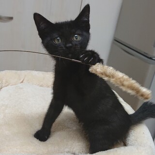 元気いっぱい！おてんばな黒猫ちゃん『リボン』