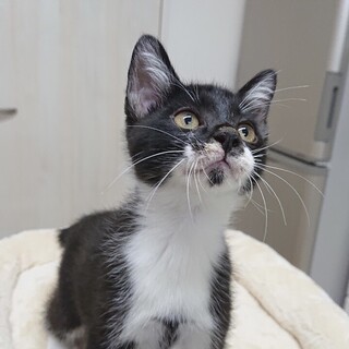 ボンボリしっぽのジェントルマン☆『アトム』