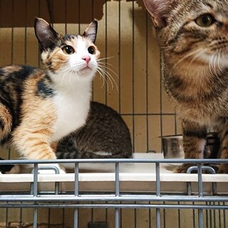 ４か月前後の子猫３匹！♂問合※R3.10現在