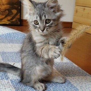 モフモフサバトラの女の子です(^-^)