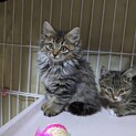 子猫モデルのように可愛い子達