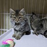 子猫モデルのように可愛い子達 サムネイル2