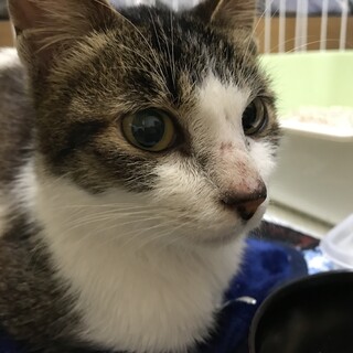 素敵な里親さんが見つかりました！有難うございます。