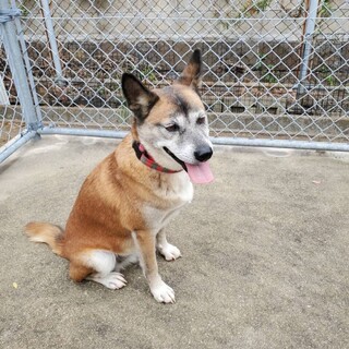 【里親決定】ありがとうございました！