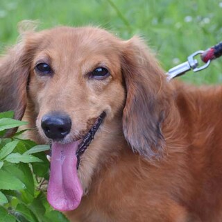 飼主さん闘病につき、里親募集します。