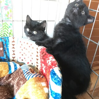 黒子猫　（オス）　生後約６週