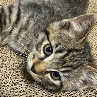 おかげさまでステキな里親さんが見つかりました☆