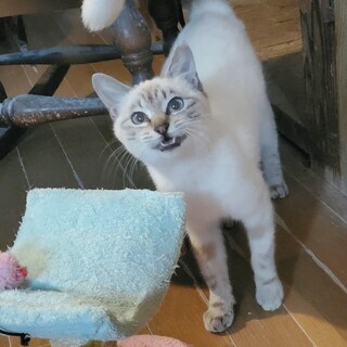 甘えん坊なシャムミックスの女の子