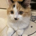 至急 短足マンチカン 三毛柄(キャリコ)
