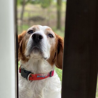 まだ若い大きめブリタニースパニエル、リコちゃん