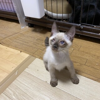 シャムっぽい ボブ君【ハンデ持ち】