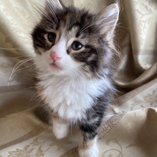 超美形ノルウェージャン三毛♀