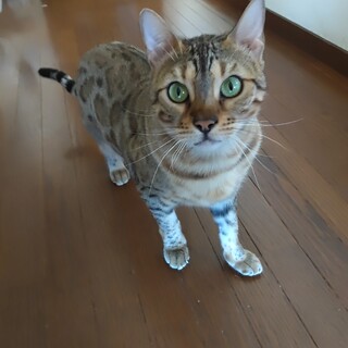 ベンガル猫の里親さん募集