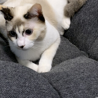 子猫の里親募集