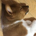 この子だけ決まってません