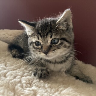 元気なキジトラ（オス）推定2ヶ月