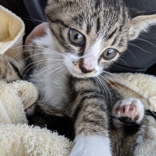 トライアル中の生後4ヶ月のキジ白くん