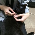 黒猫ちゃん 里親募集