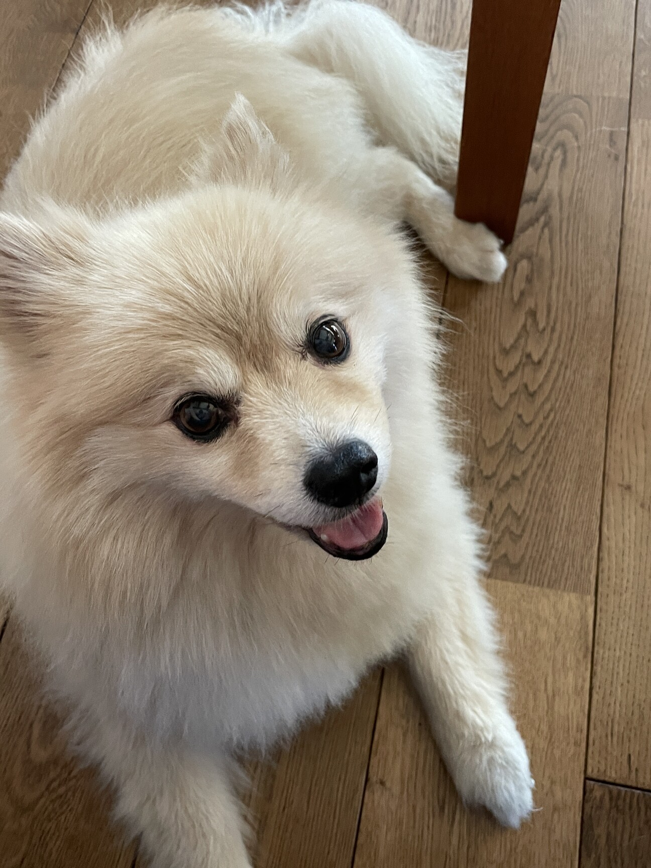 ポメラニアン まいちゃん 岐阜県 犬の里親募集 ペットのおうち 月間利用者150万人