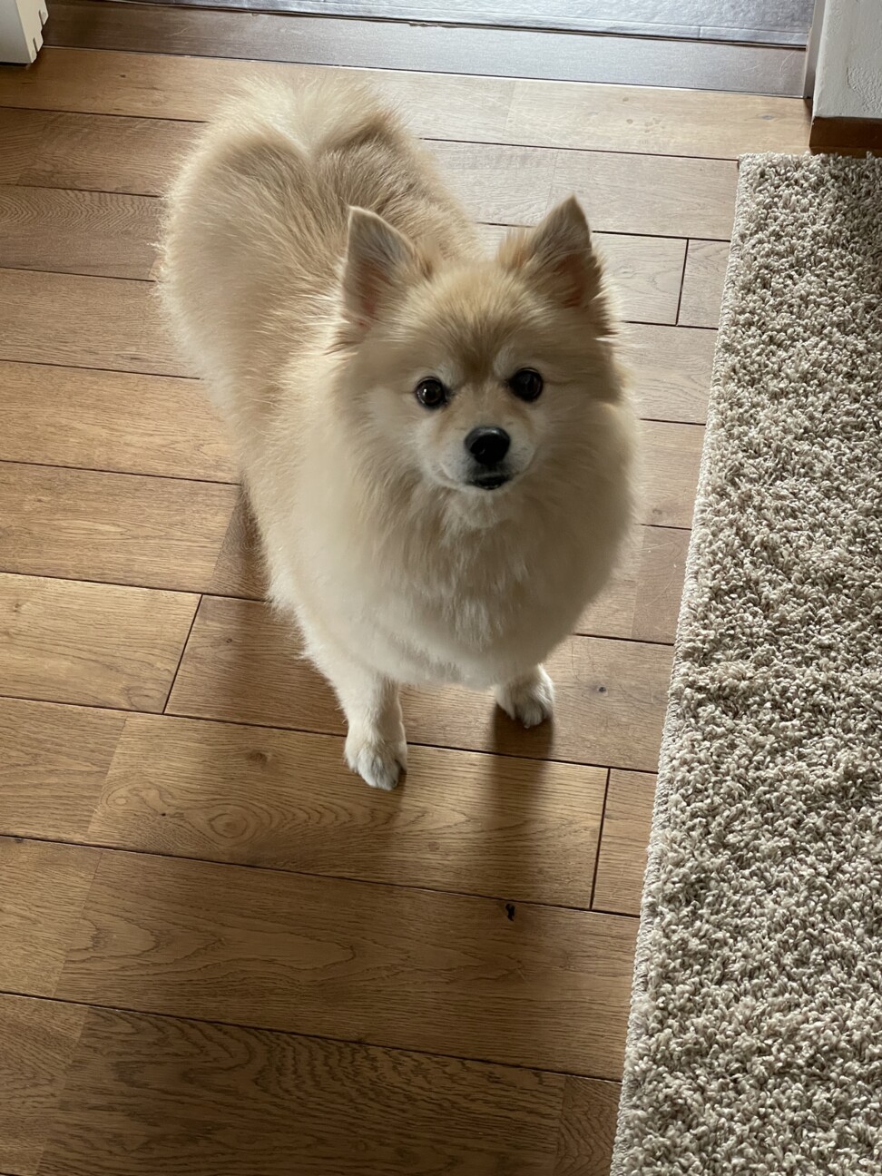 ポメラニアン まいちゃん 岐阜県 犬の里親募集 ペットのおうち 月間利用者150万人