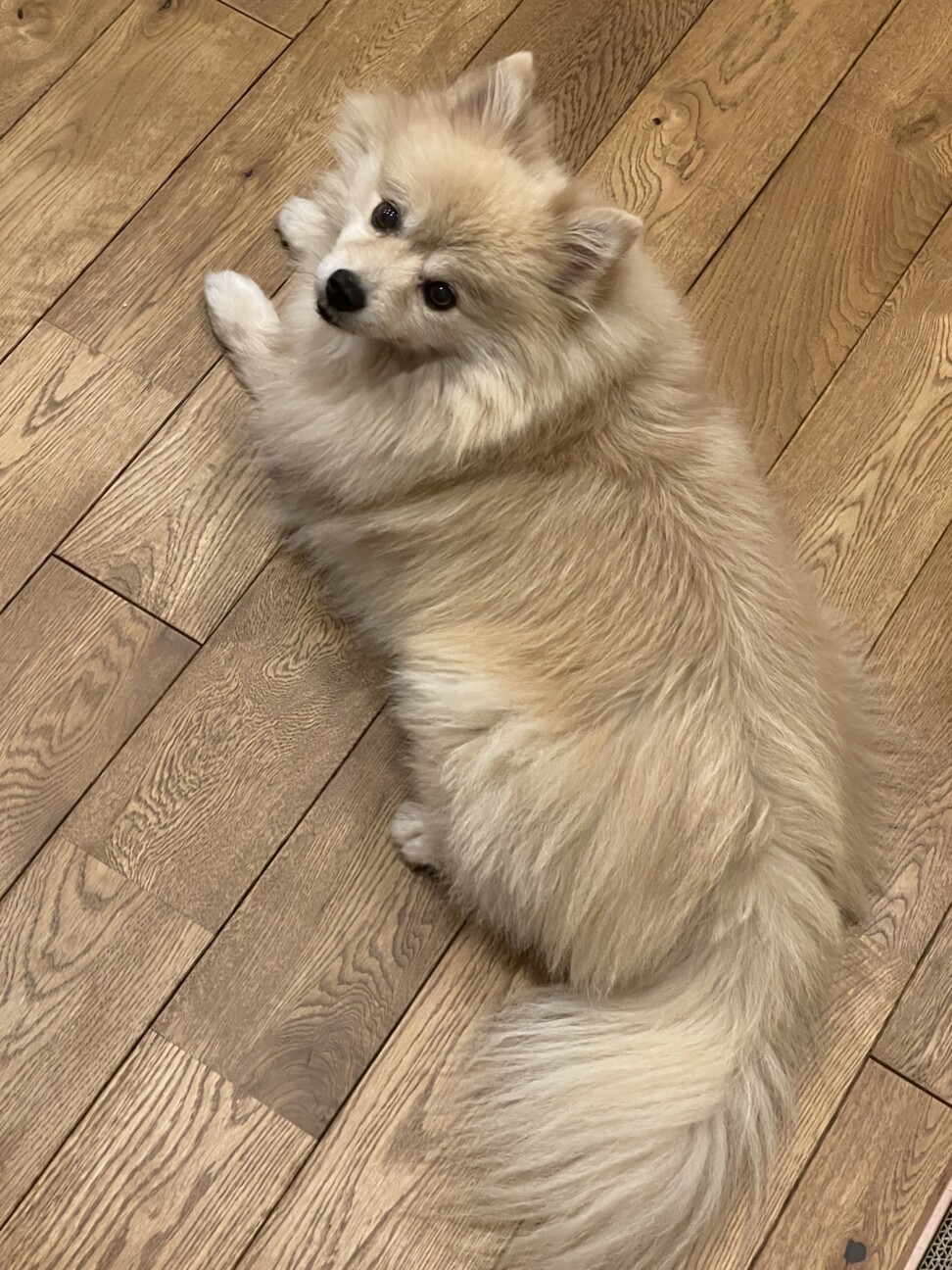 ポメラニアン まいちゃん 岐阜県 犬の里親募集 ペットのおうち 月間利用者150万人