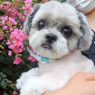 奈良県の犬の里親募集情報まとめ ペットのおうち 月間利用者150万人