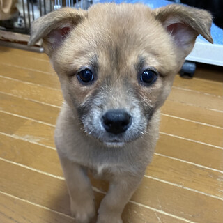 再募集　あずきのずっとのおうち。