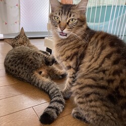 フレーメン反応