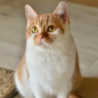 ブリティッシュショートヘアのヒズルちゃん