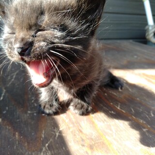 くろにしましまの双子ちゃんです！