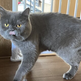 交渉中。ブサカワのブリティッシュの優しい男の子　