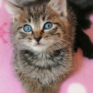 イケメンキジトラくんです