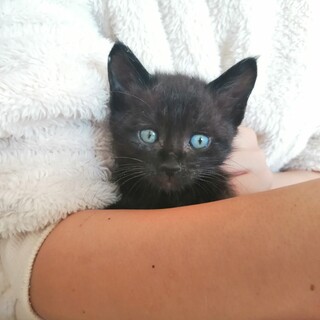 おとぼけ顔がかわいい黒猫くんです