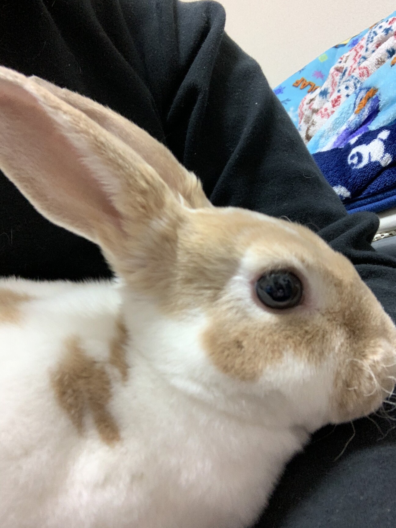 うさぎの里親募集します。レッキスになります。 サムネイル1