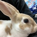うさぎの里親募集します。レッキスになります。