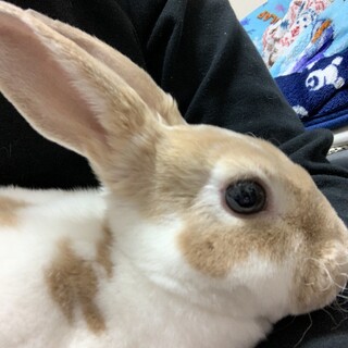 うさぎの里親募集します。レッキスになります。