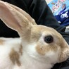 うさぎの里親募集します。レッキスになります。 サムネイル1