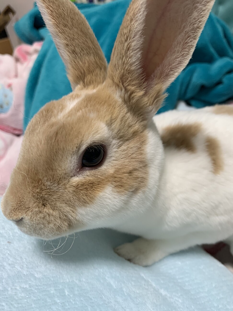 うさぎの里親募集します。レッキスになります。 サムネイル2