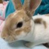 うさぎの里親募集します。レッキスになります。 サムネイル2