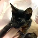 【子猫】元気なさびとらちゃん